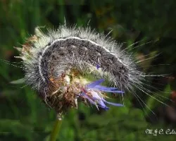 Oruga