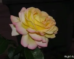 Belleza efímera