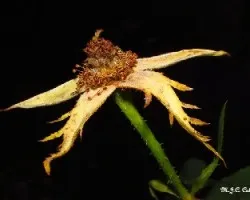 Belleza efímera