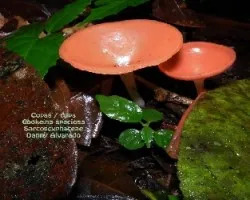 Cookeina speciosa