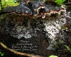 Ganodema sp