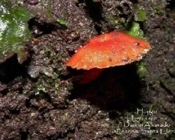 Hygrocybe sp