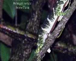 Norops bicorpatus