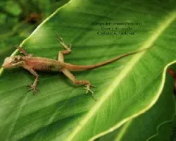 Norops lemurinus
