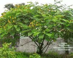 Senna pallida
