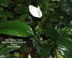 Spathiphyllum friedrichsthalii