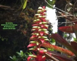 Werauhia ororiensis