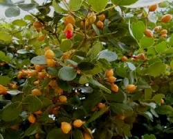 Guaiacum officinale