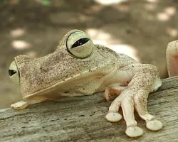 Hyla crepitans