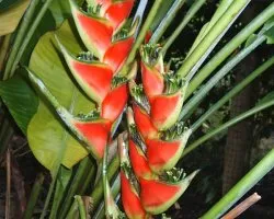 Heliconia caribaea 