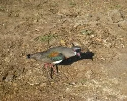 Vanellus chilensis