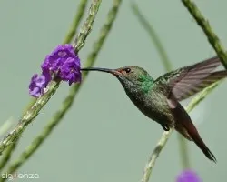Amazilia tzacatl
