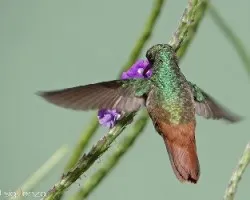 Amazilia tzacatl
