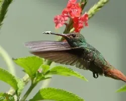 Amazilia tzacatl