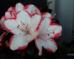 Azalea sp