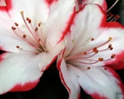 Azalea sp