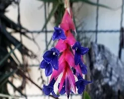 Tillandsia aeranthos
