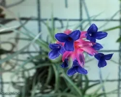 Tillandsia aeranthos