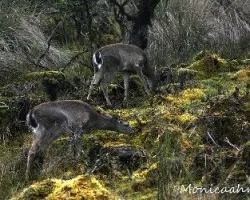 Odocoileus virginianus
