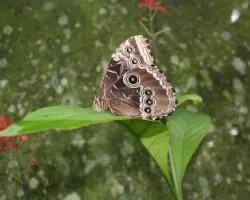 Mariposa