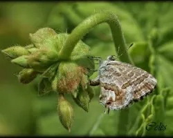 Mariposa pequeña