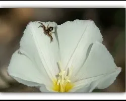 Arañita