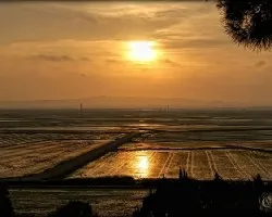 Sueca los arrozales