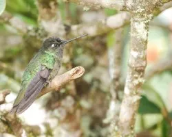 Eugenes fulgens