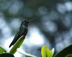 Eugenes fulgens