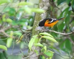 Icterus galbula