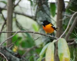 Icterus galbula