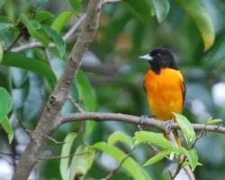 Icterus galbula