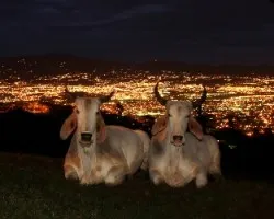 Rural y citadino a la vez
