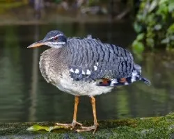 Eurypyga helias