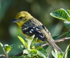 Piranga bidentata