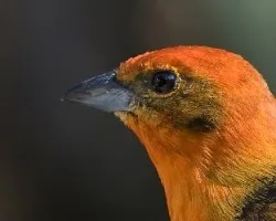 Piranga bidentata