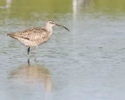 Numenius phaeopus