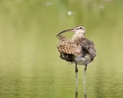 Numenius phaeopus