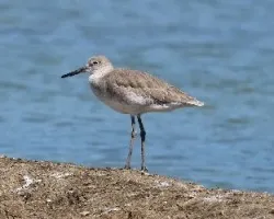 Tringa semipalmata