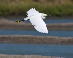 Egretta thula