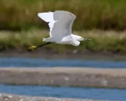 Egretta thula