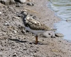 Arenaria interpres