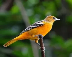 Icterus galbula