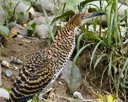 Tigrisoma fasciatum