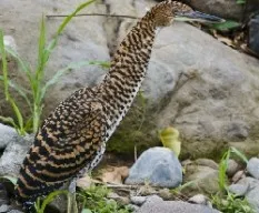 Tigrisoma fasciatum