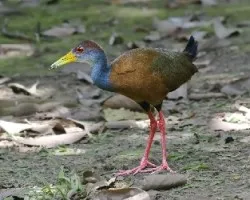Aramides cajanea