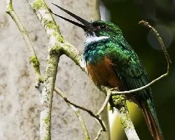 Galbula ruficauda