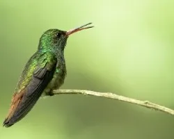Amazilia tzacatl