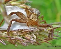 Xysticus cristatus