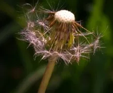 Taraxacum officinale 
